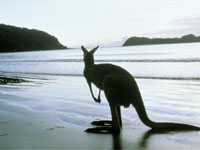 AN36 - 4 - Kangaroo Island